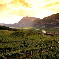 Kuo įdomūs Trentino vynai: Alpių gaiva tavo taurėje Kuo įdomūs Trentino vynai: Alpių gaiva tavo taurėje