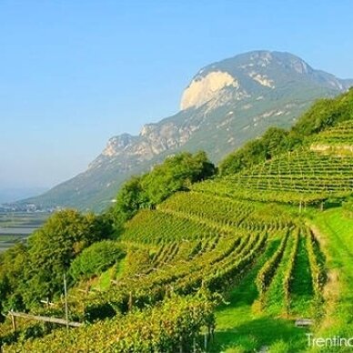 Kuo įdomūs Trentino vynai: Alpių gaiva tavo taurėje Kuo įdomūs Trentino vynai: Alpių gaiva tavo taurėje